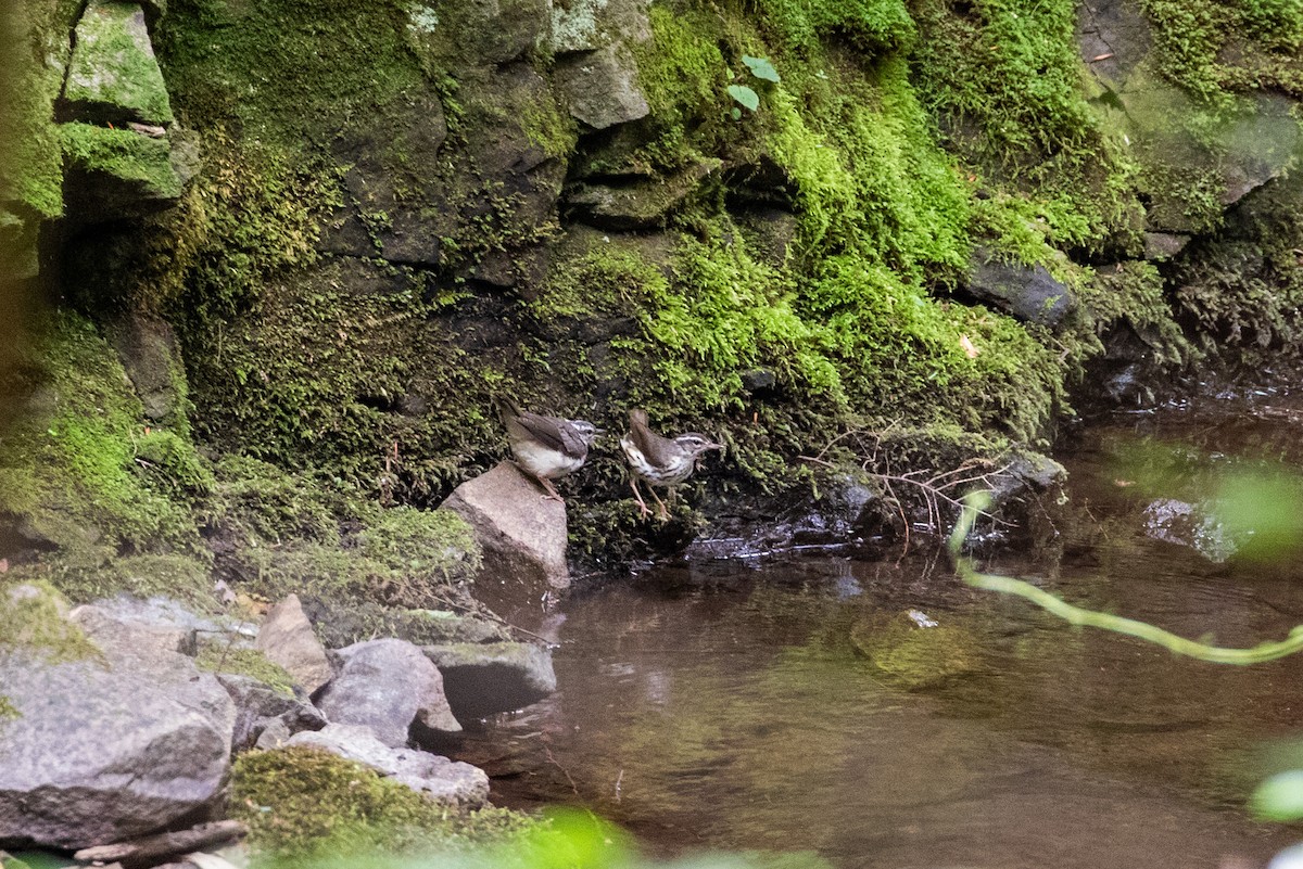 Louisiana Waterthrush - ML621141396