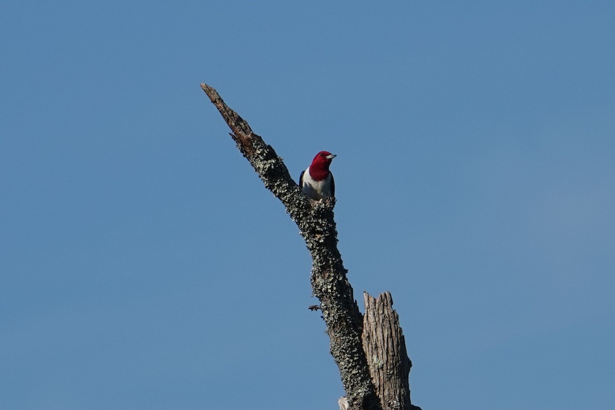 Red-headed Woodpecker - Ryan Smith