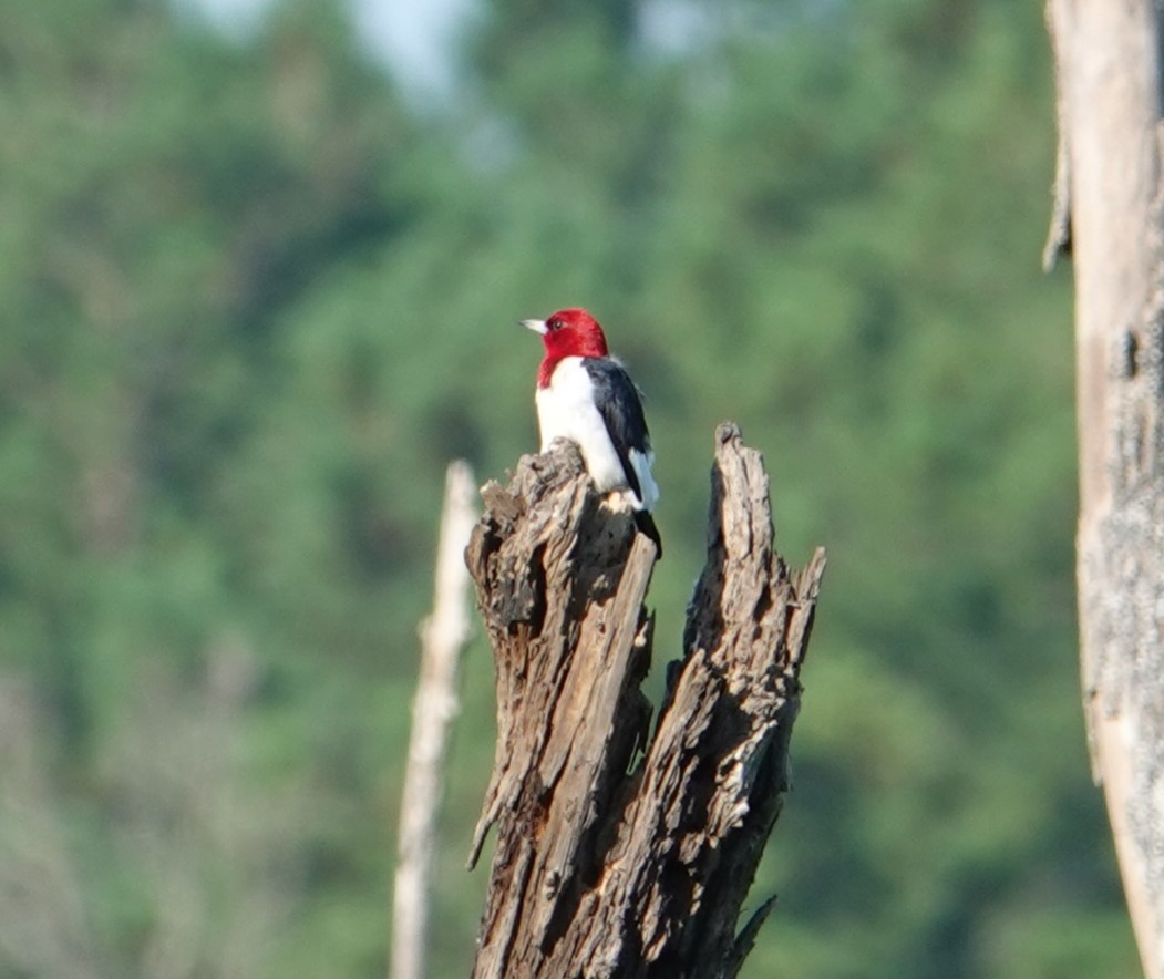 Red-headed Woodpecker - ML621141411