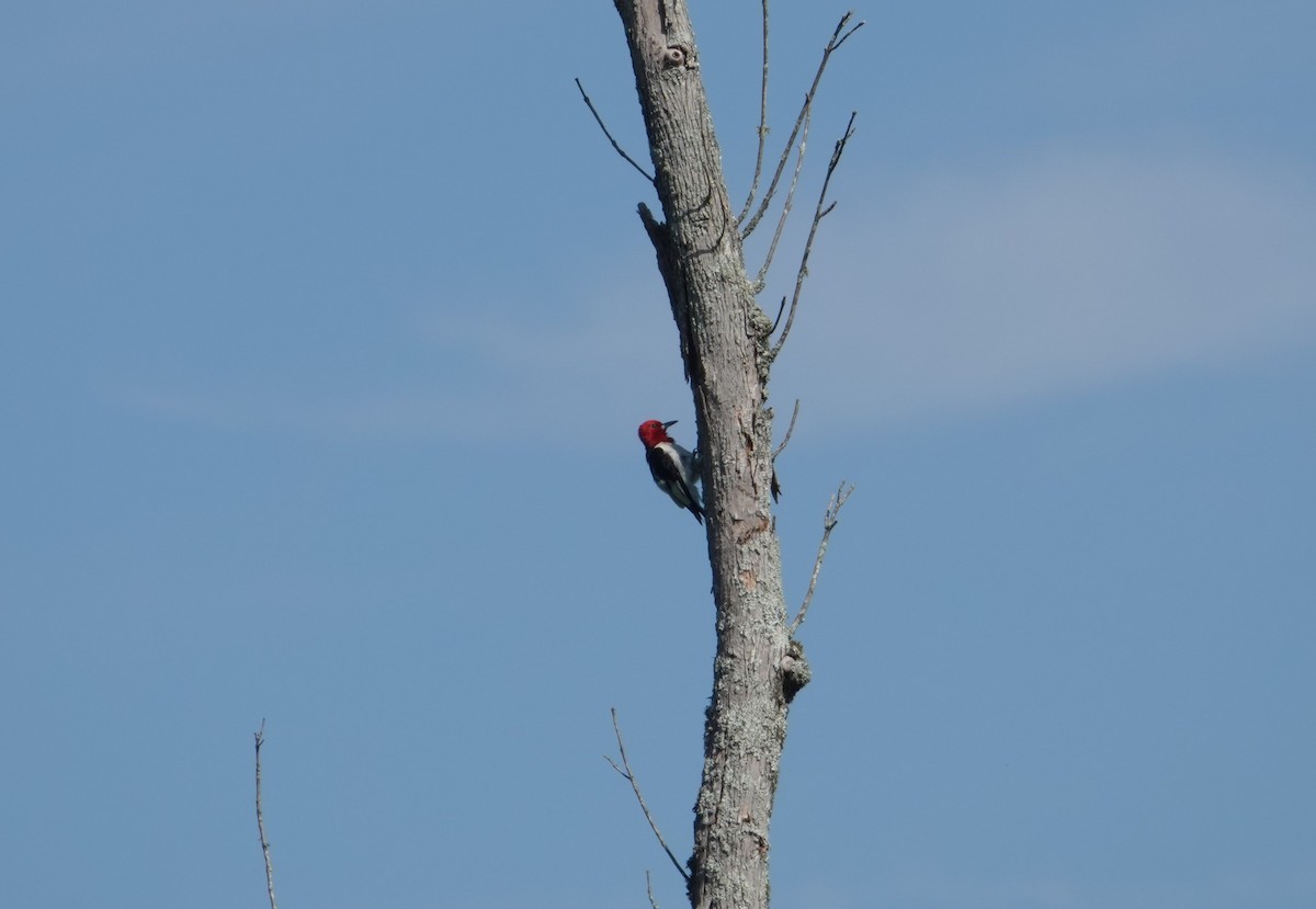 Red-headed Woodpecker - ML621141412