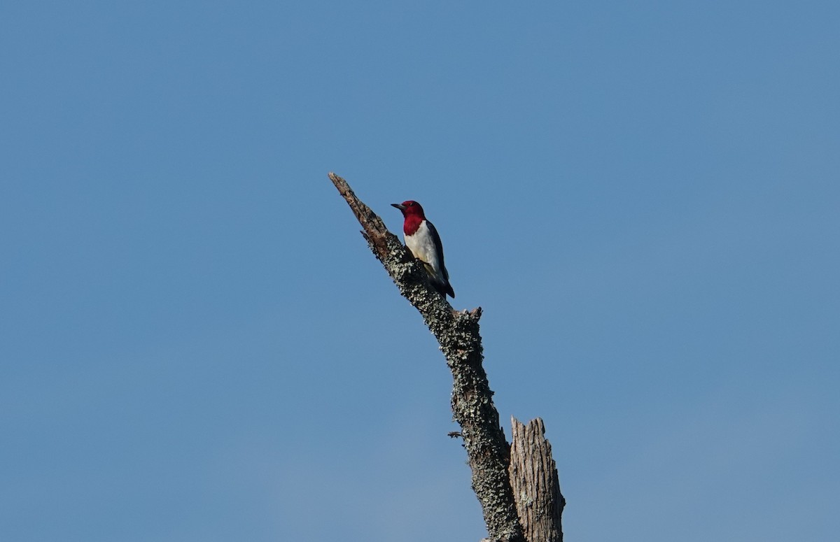 Red-headed Woodpecker - ML621141413