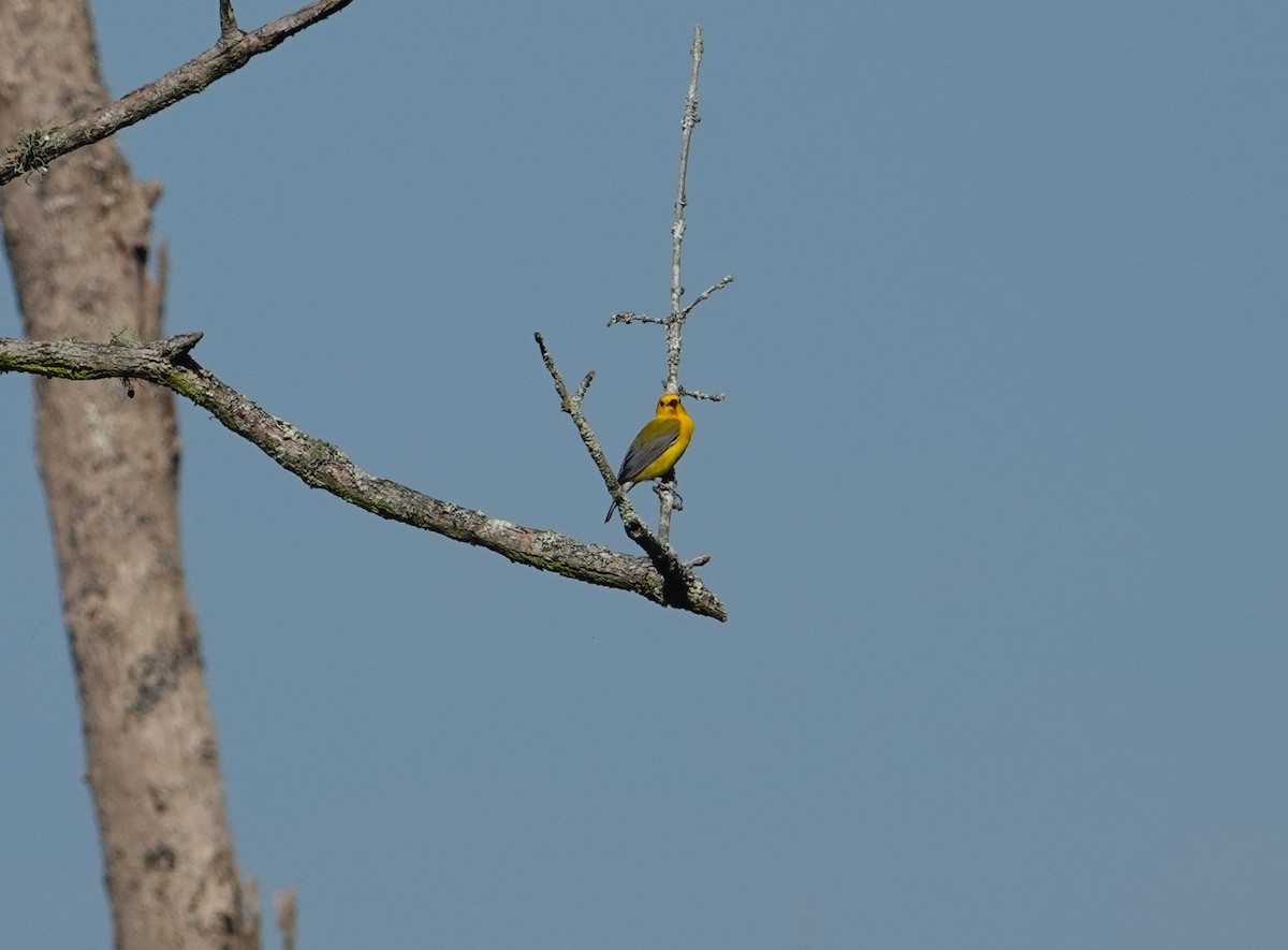 Prothonotary Warbler - ML621141424