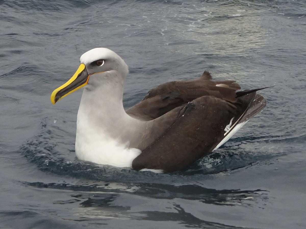 albatros Bullerův - ML621141436