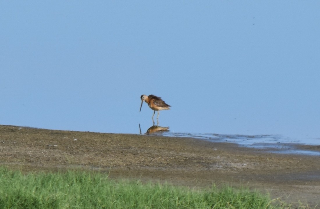 Long-billed Dowitcher - ML621141437