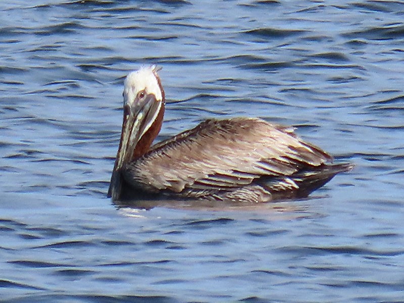 pelikán hnědý (ssp. carolinensis) - ML621141448