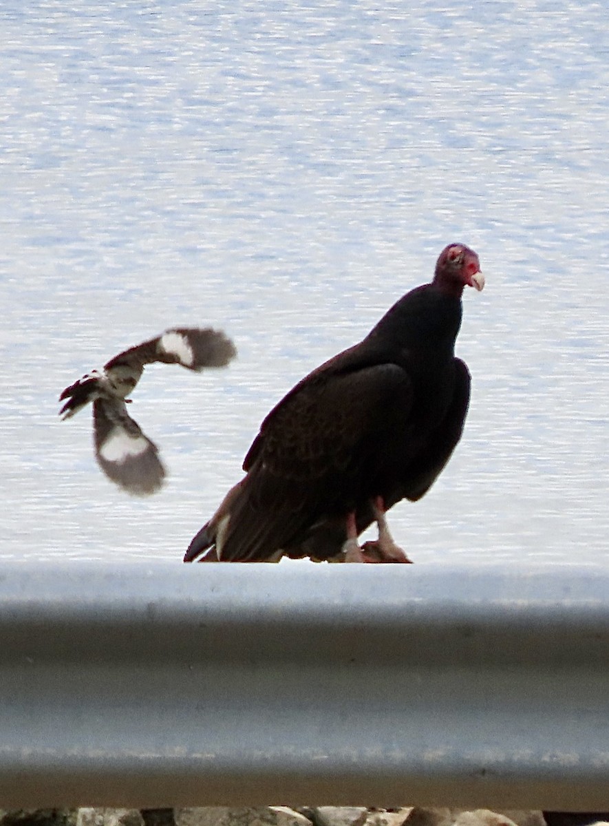 Turkey Vulture - ML621141501