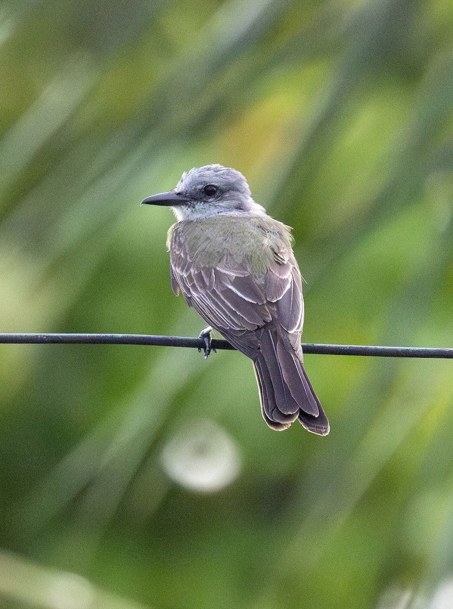 Tropical Kingbird - ML621141504