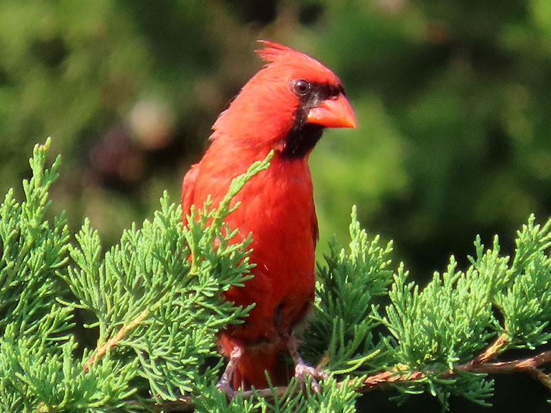 Cardinal rouge - ML621141515