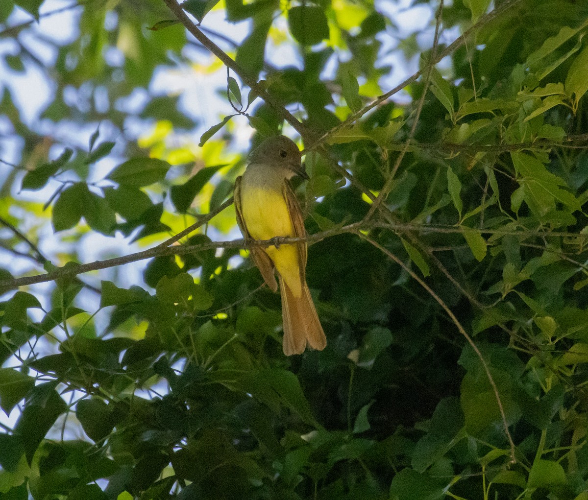 Great Crested Flycatcher - ML621141517