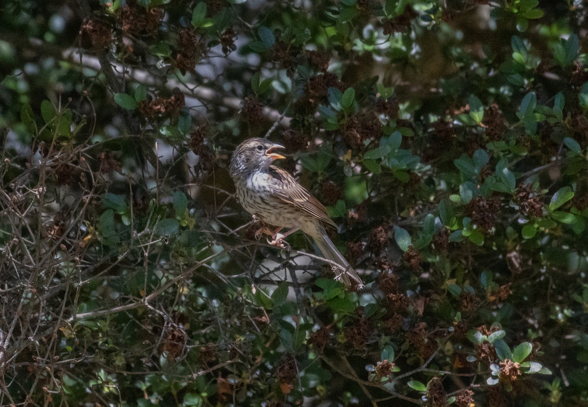 Chipping Sparrow - MCHL ____