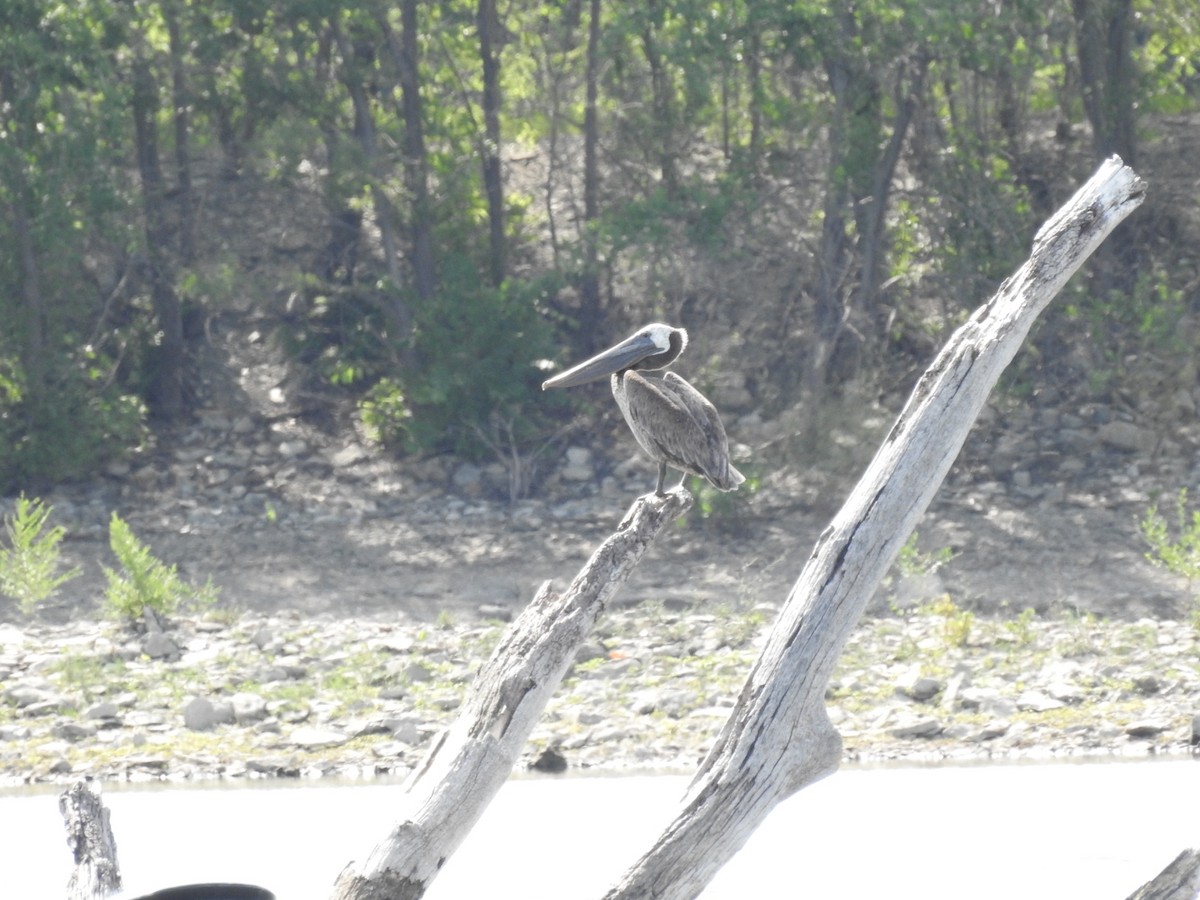 pelikán hnědý - ML621141535