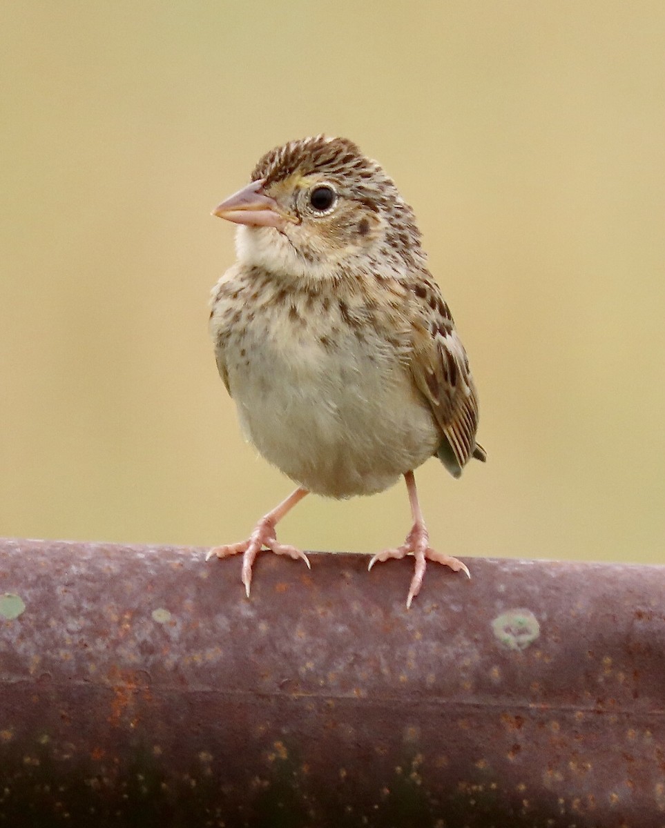 Grasshopper Sparrow - ML621141546