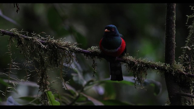 Trogon masqué - ML621141558