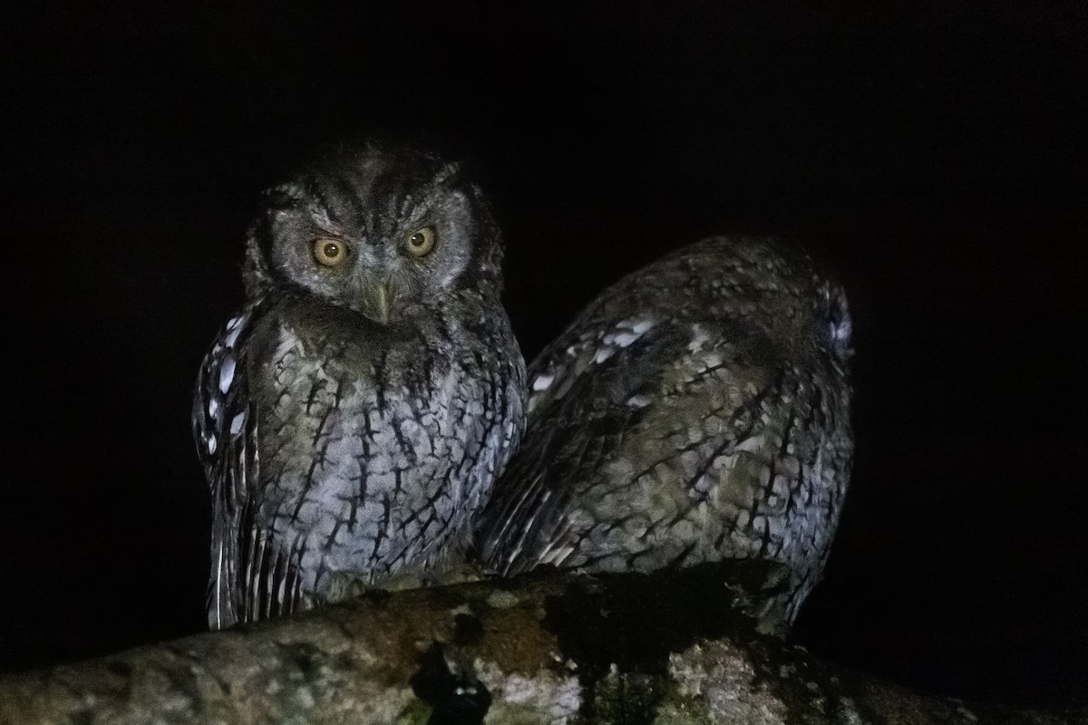 Koepcke's Screech-Owl - ML621141559