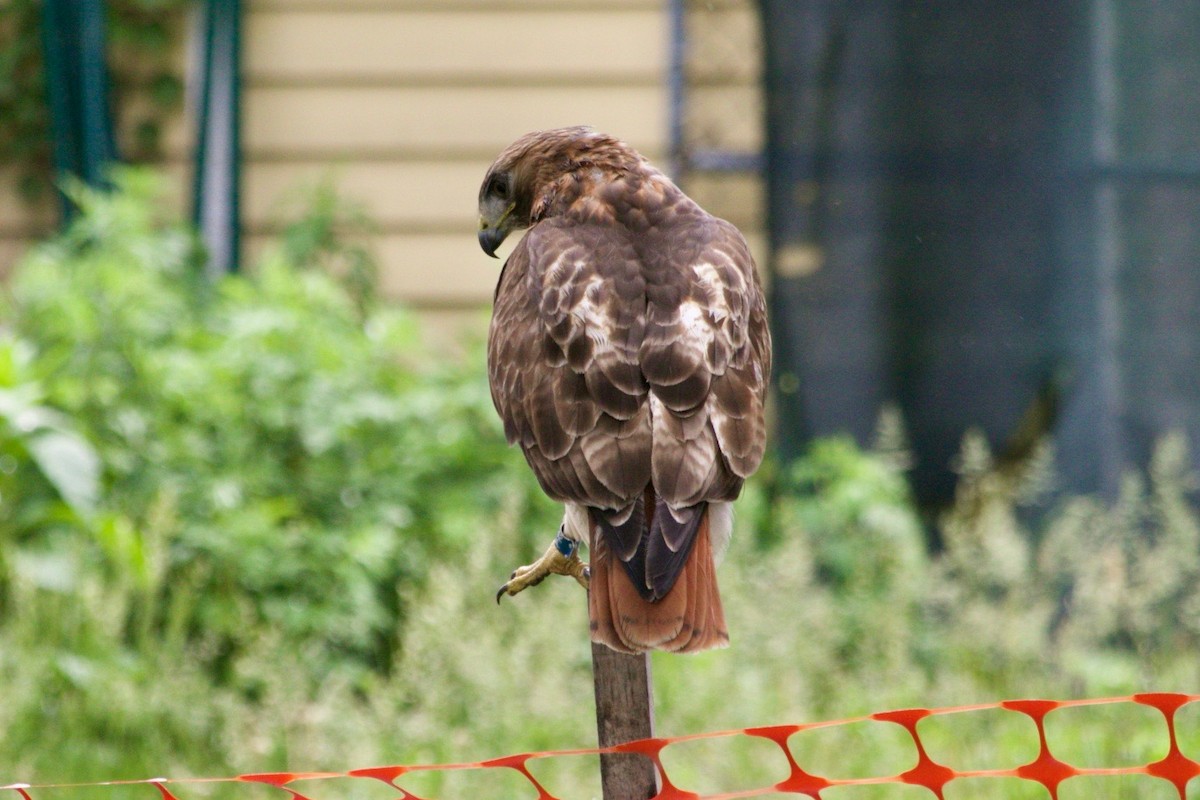 Red-tailed Hawk - ML621141582