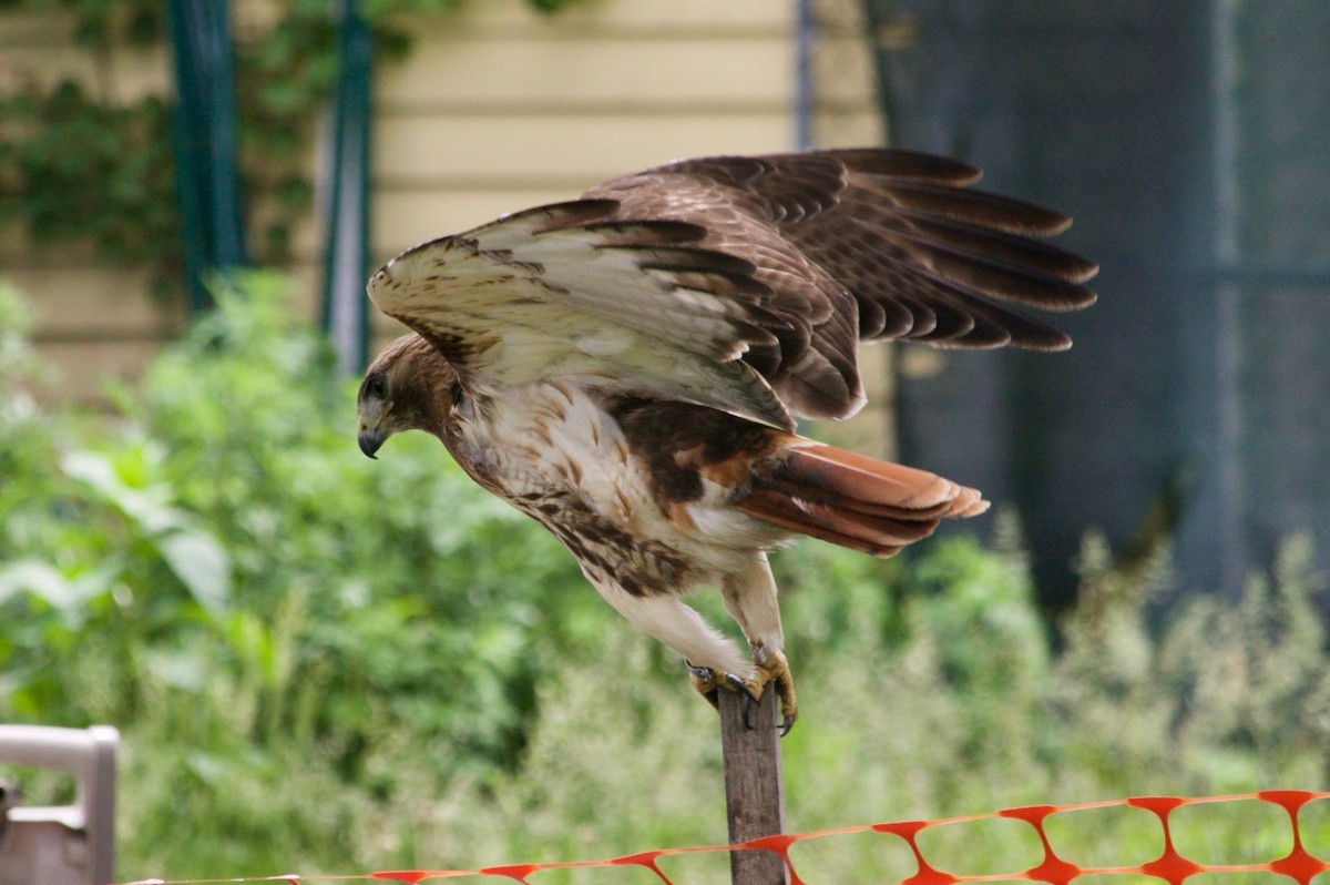 Red-tailed Hawk - ML621141583