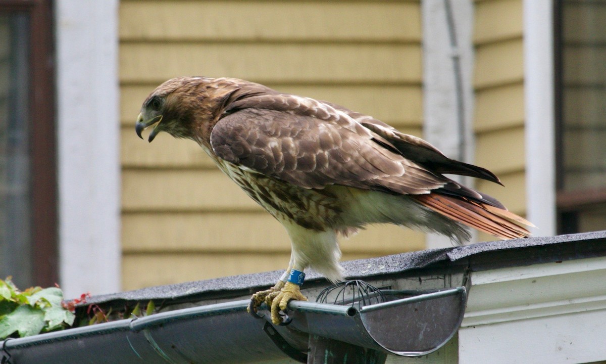 Red-tailed Hawk - ML621141586