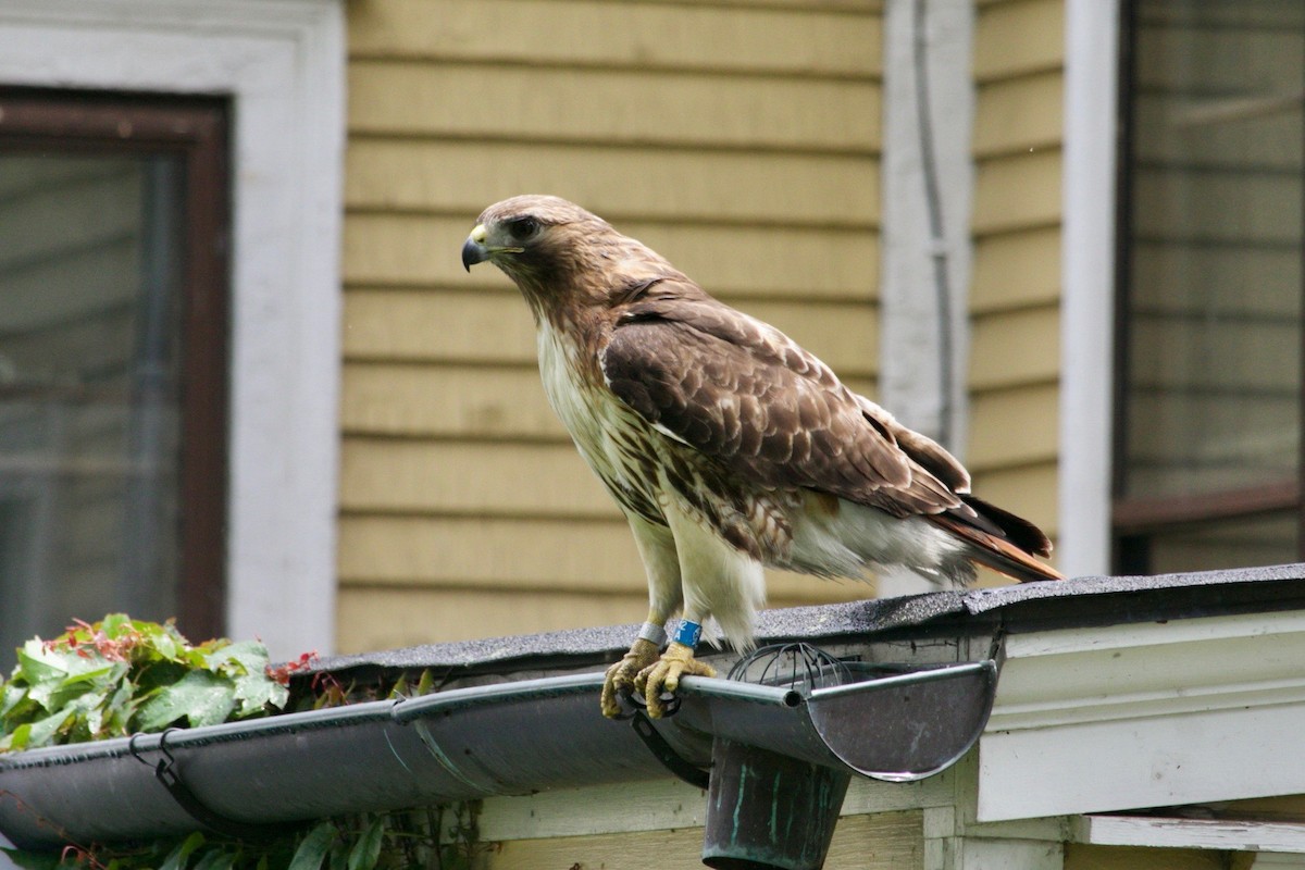 Red-tailed Hawk - ML621141587