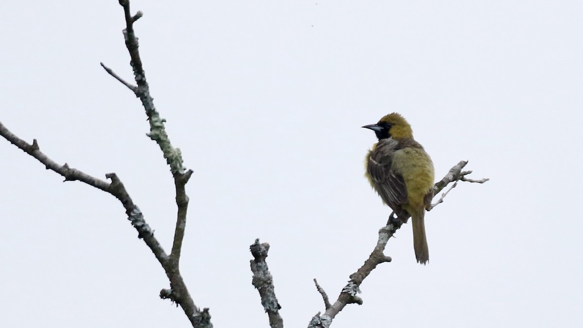 Orchard Oriole - ML621141617