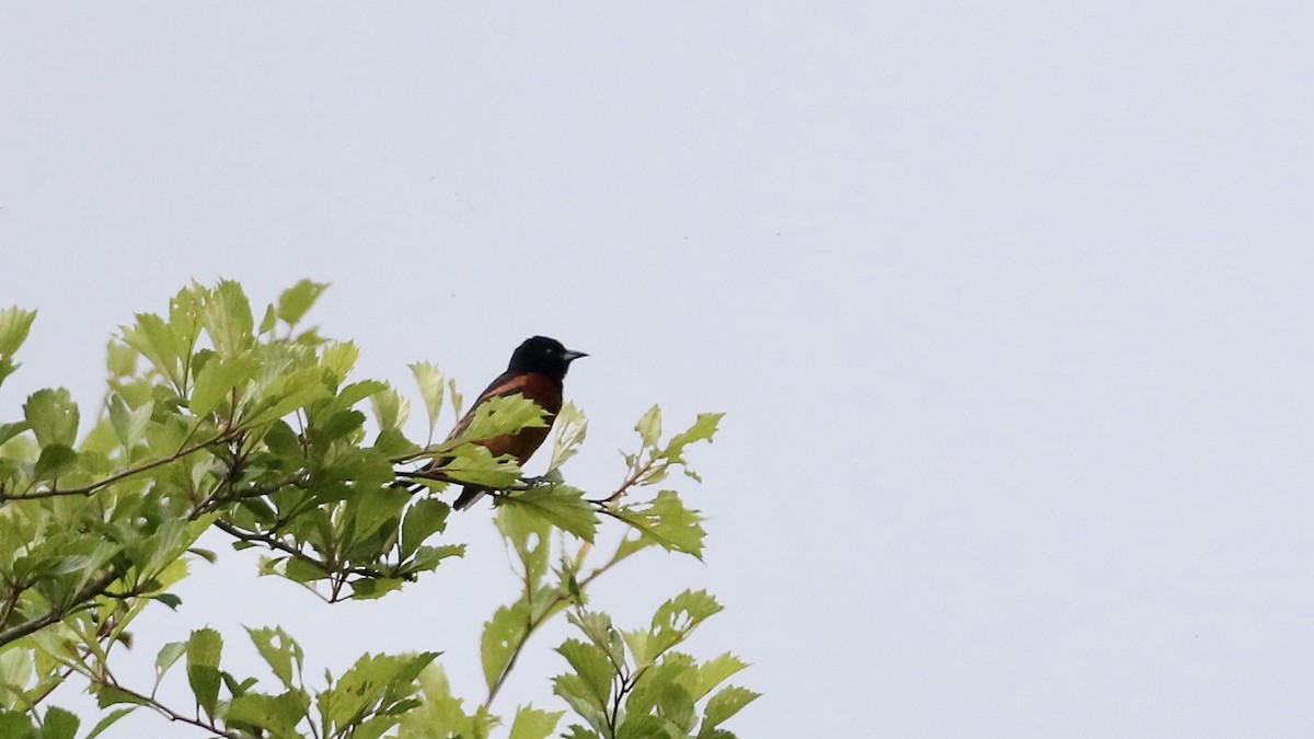 Orchard Oriole - ML621141618