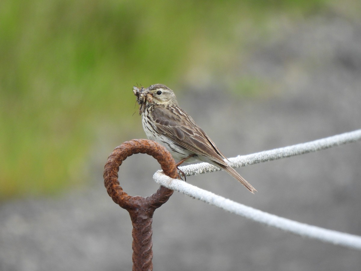 Meadow Pipit - ML621141649