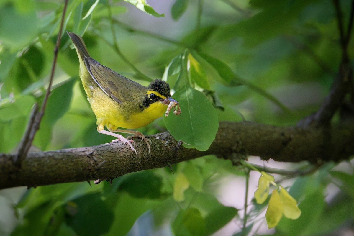 Kentucky Warbler - ML621141656