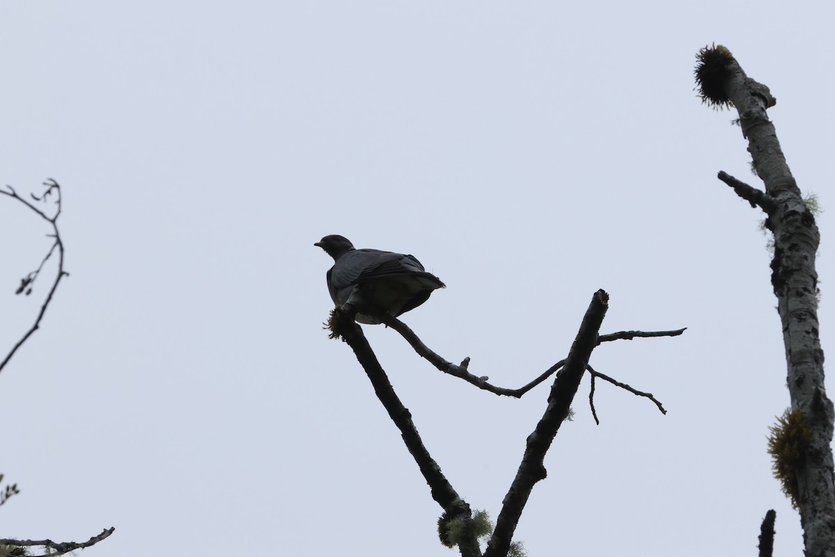 Band-tailed Pigeon - ML621141684