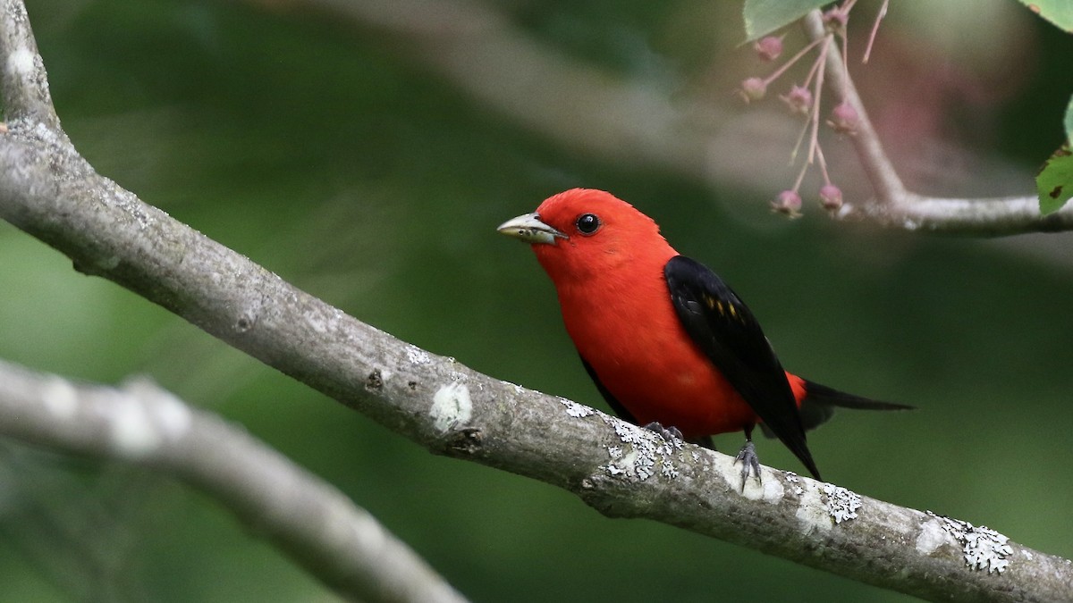 Scarlet Tanager - ML621141698