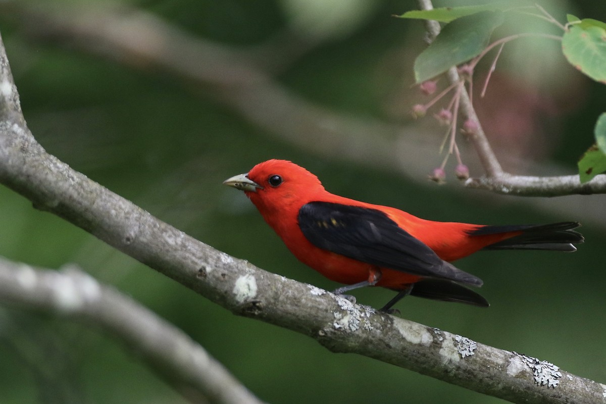 Scarlet Tanager - ML621141699