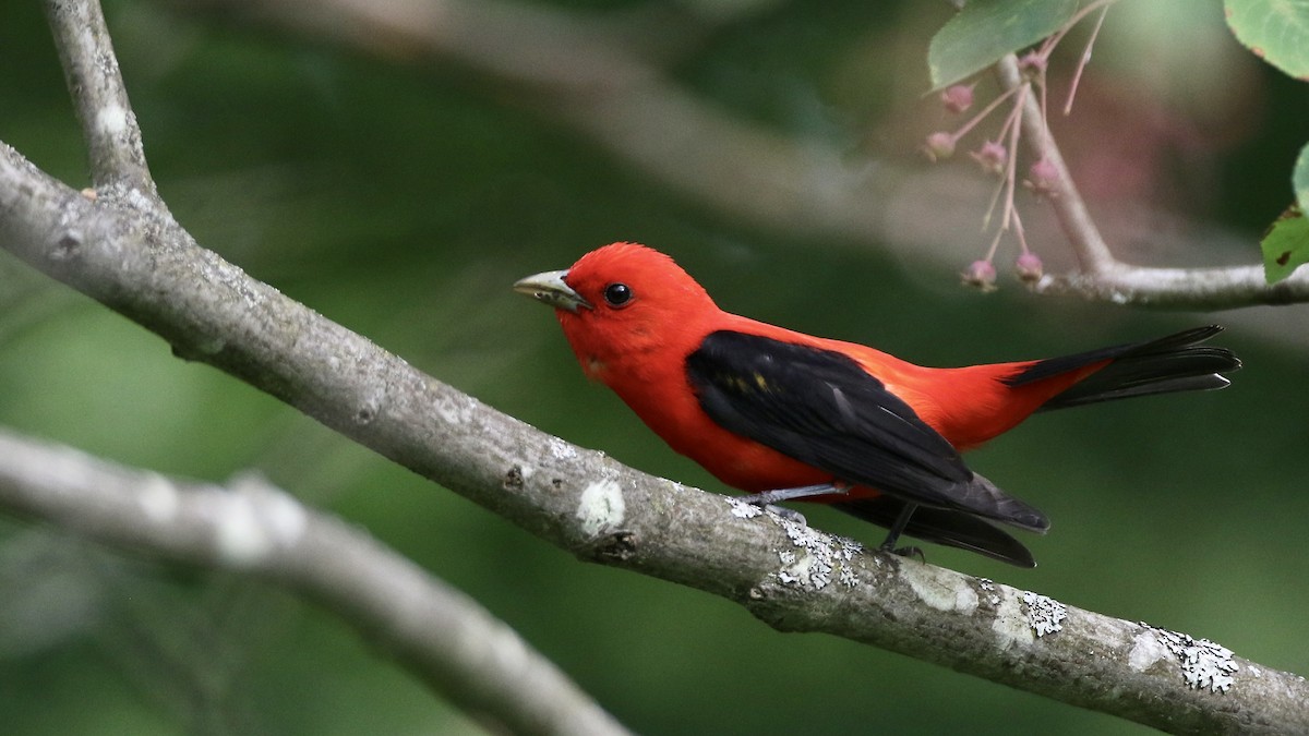 Scarlet Tanager - ML621141700