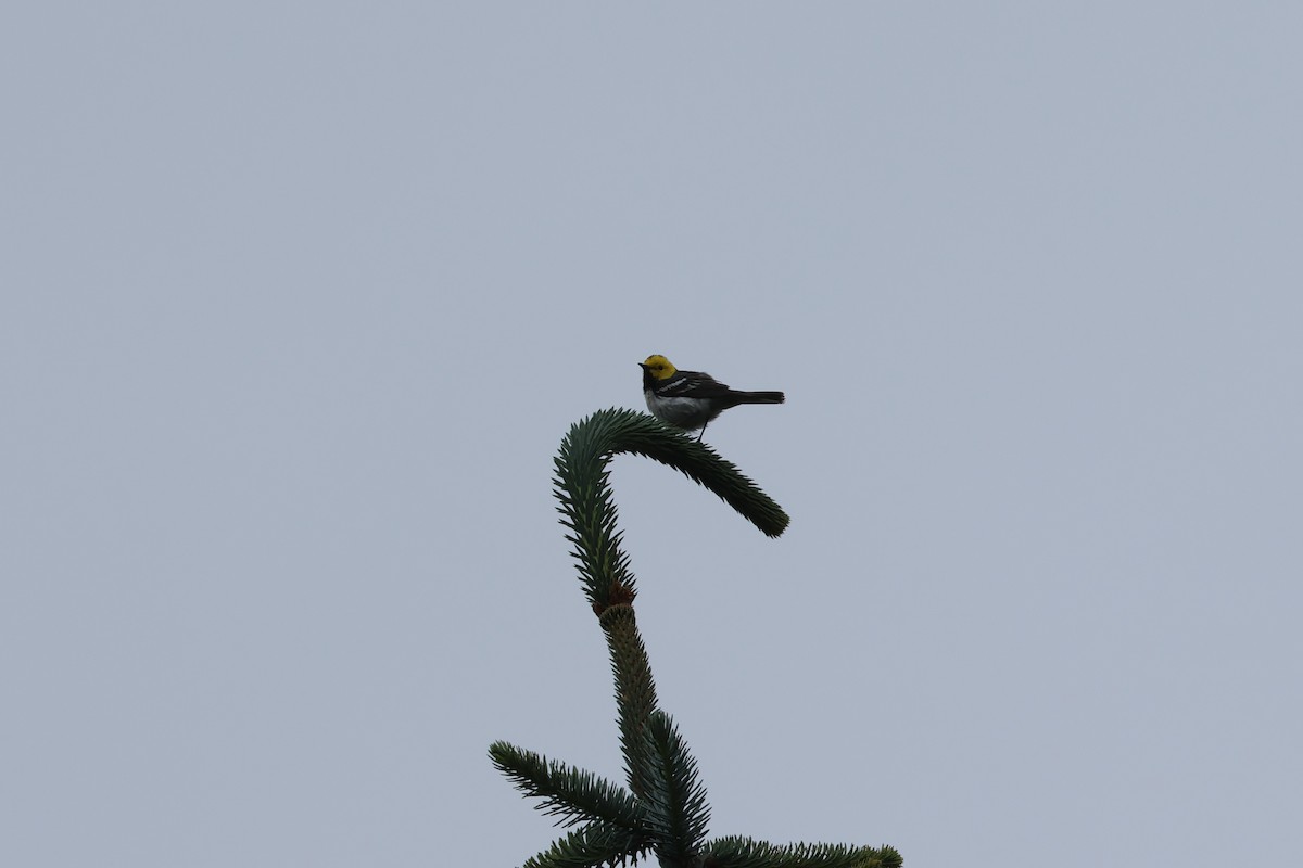 Paruline à tête jaune - ML621141701