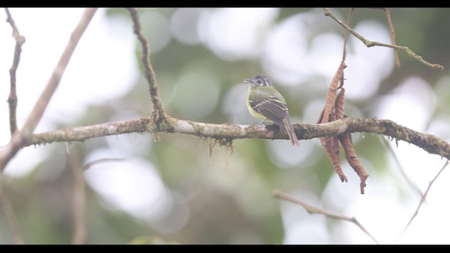 Marble-faced Bristle-Tyrant - ML621141768