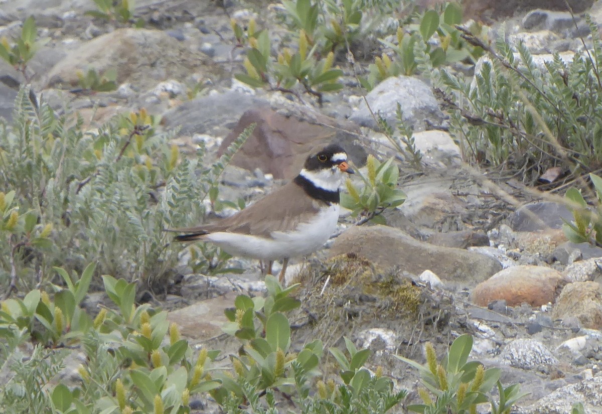 Semipalmated Plover - Kathy McCurdy