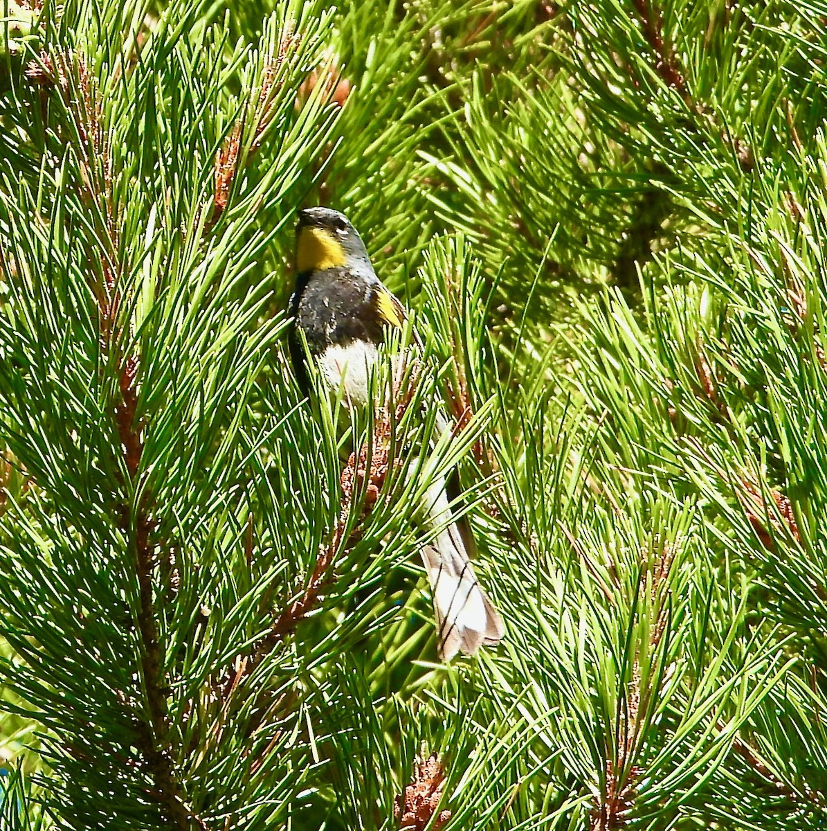 Yellow-rumped Warbler - ML621141824