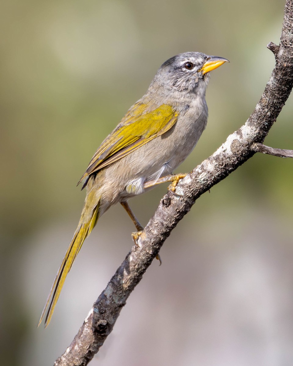 Pale-throated Pampa-Finch - ML621141849