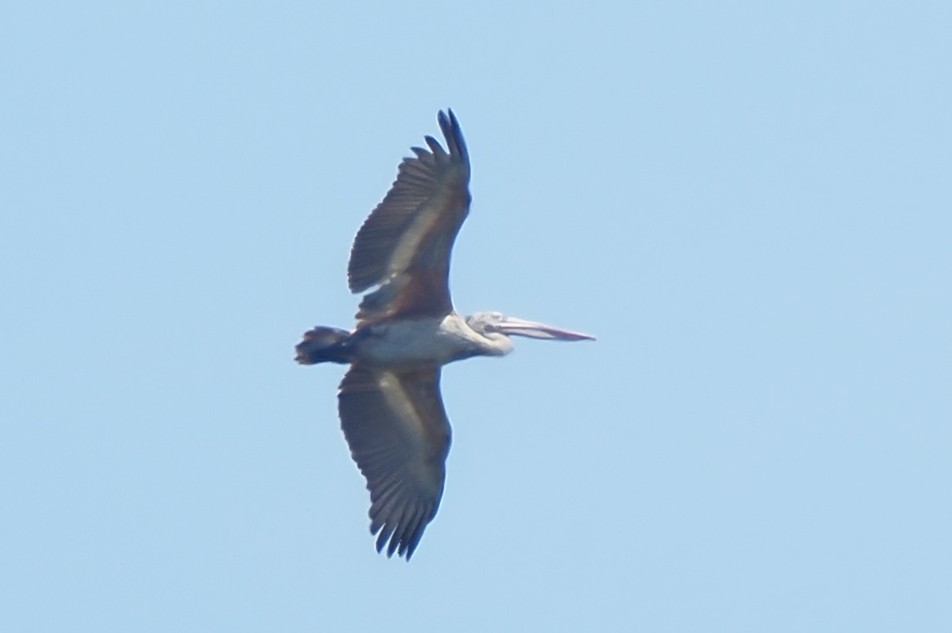 Spot-billed Pelican - ML621141872