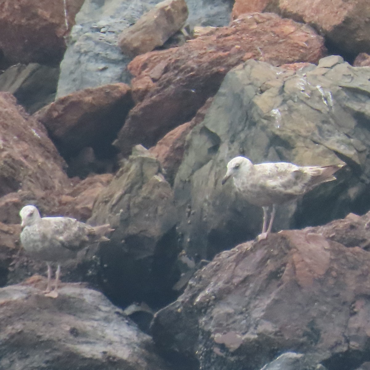 Herring Gull (American) - ML621141890