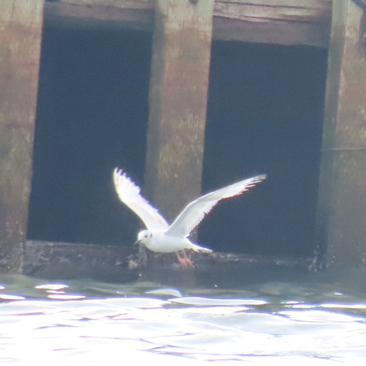 Mouette de Bonaparte - ML621141897