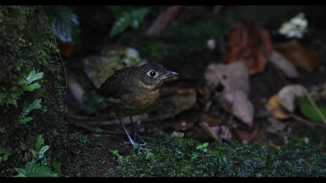 Plain-backed Antpitta - ML621141899