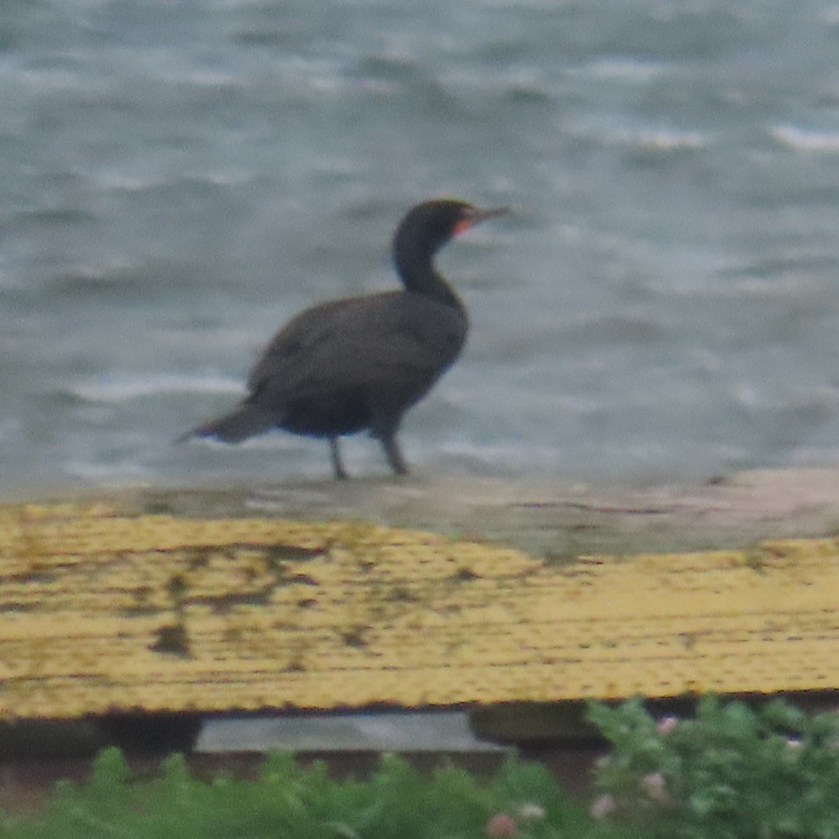 Double-crested Cormorant - ML621141904