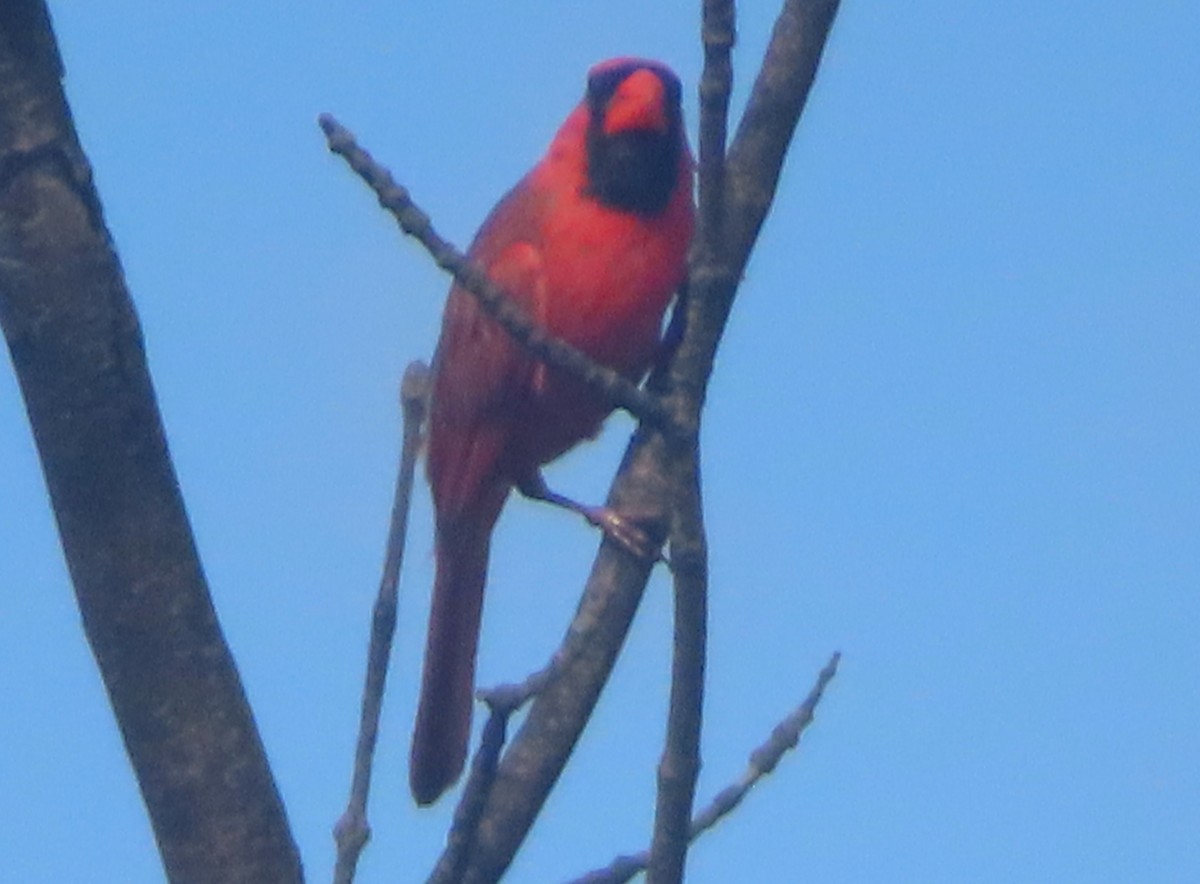 Cardinal rouge - ML621141907