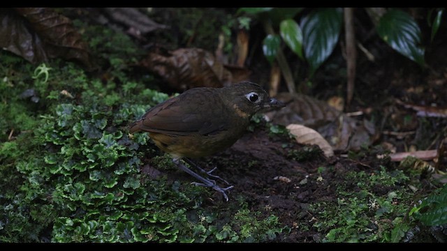 Plain-backed Antpitta - ML621141930