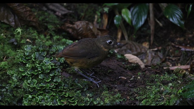 Plain-backed Antpitta - ML621141930