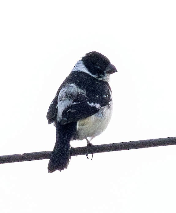 Variable Seedeater - ML621141961