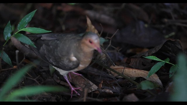 Ruddy Quail-Dove - ML621141982