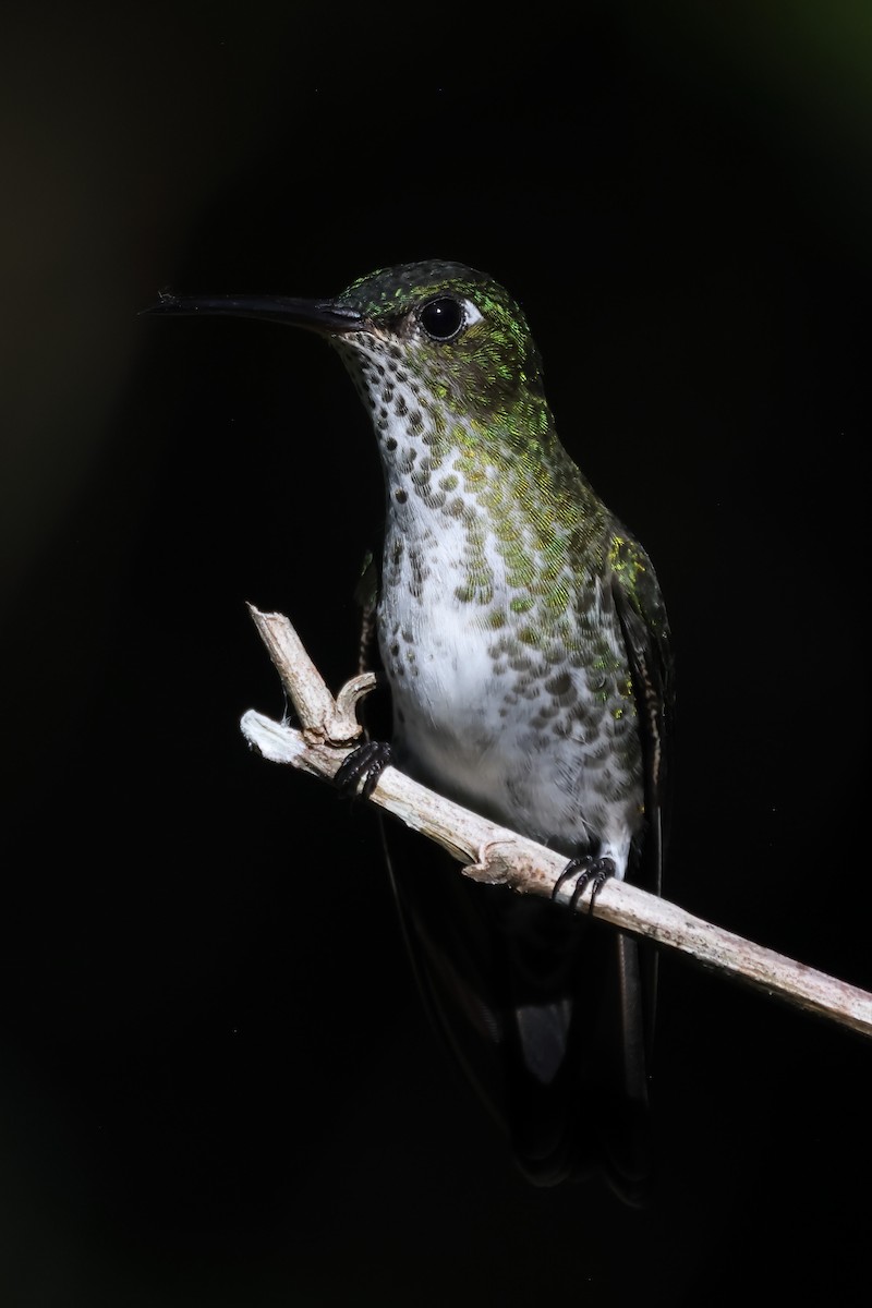 Many-spotted Hummingbird - ML621142001