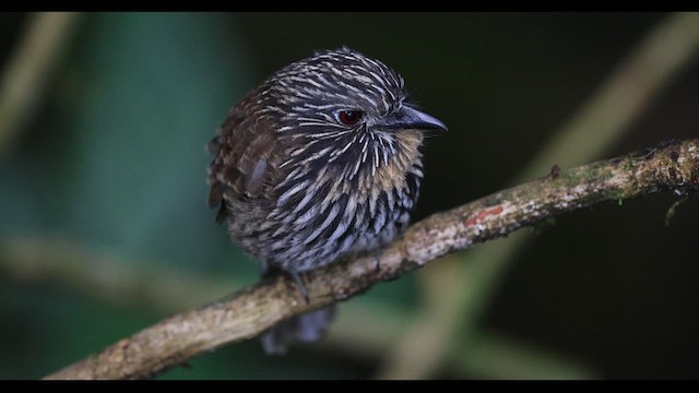 Black-streaked Puffbird - ML621142002