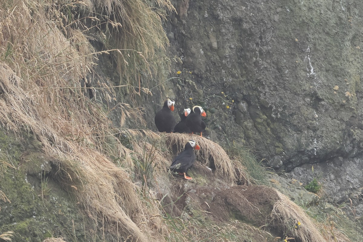 Tufted Puffin - ML621142028