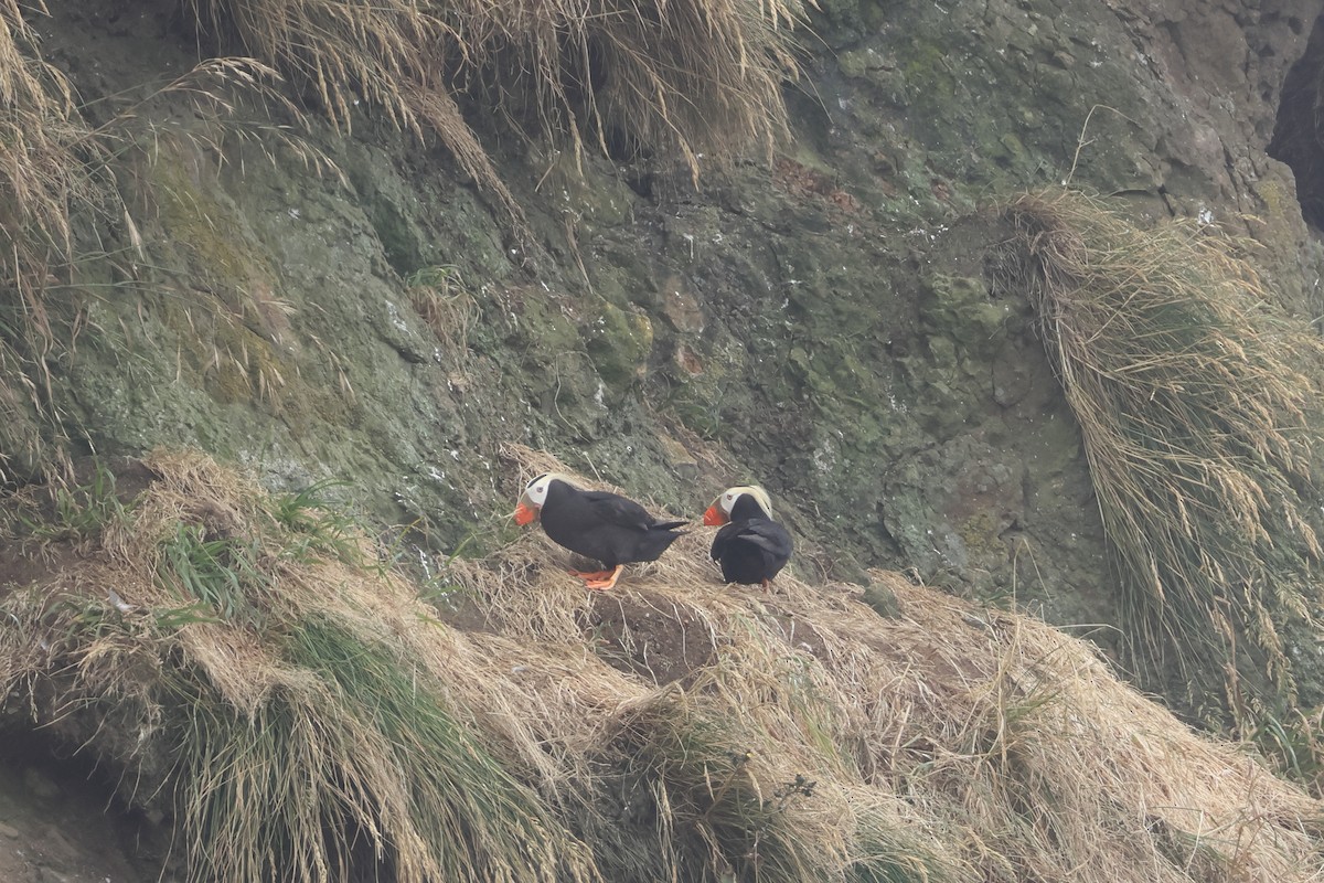 Tufted Puffin - ML621142029