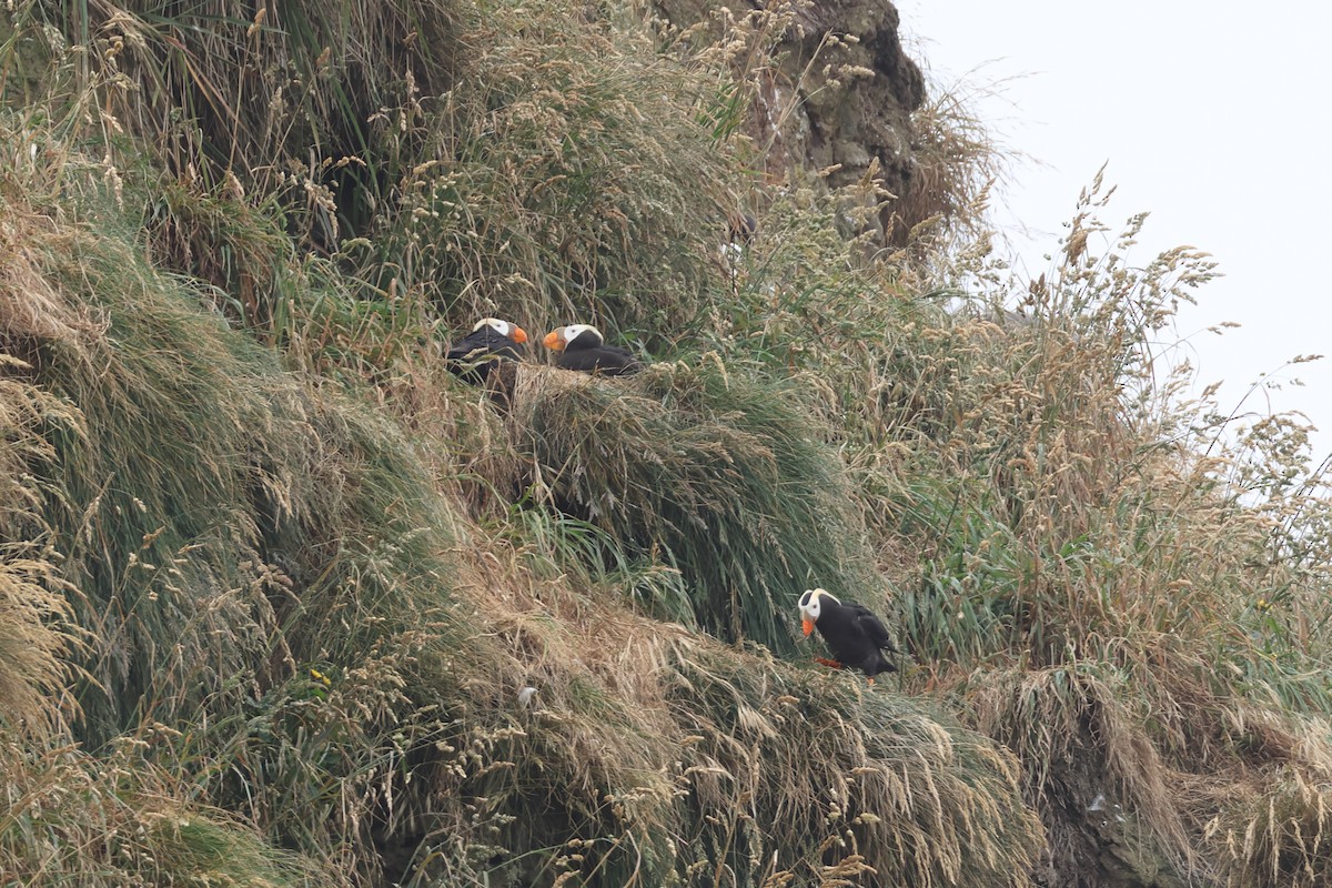 Tufted Puffin - ML621142030